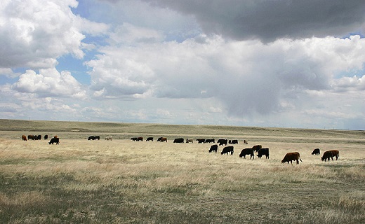 Cattle grazing on the Central Plains Experimental Range