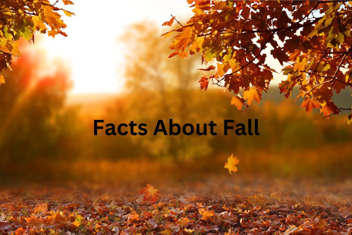 Facts About Fall