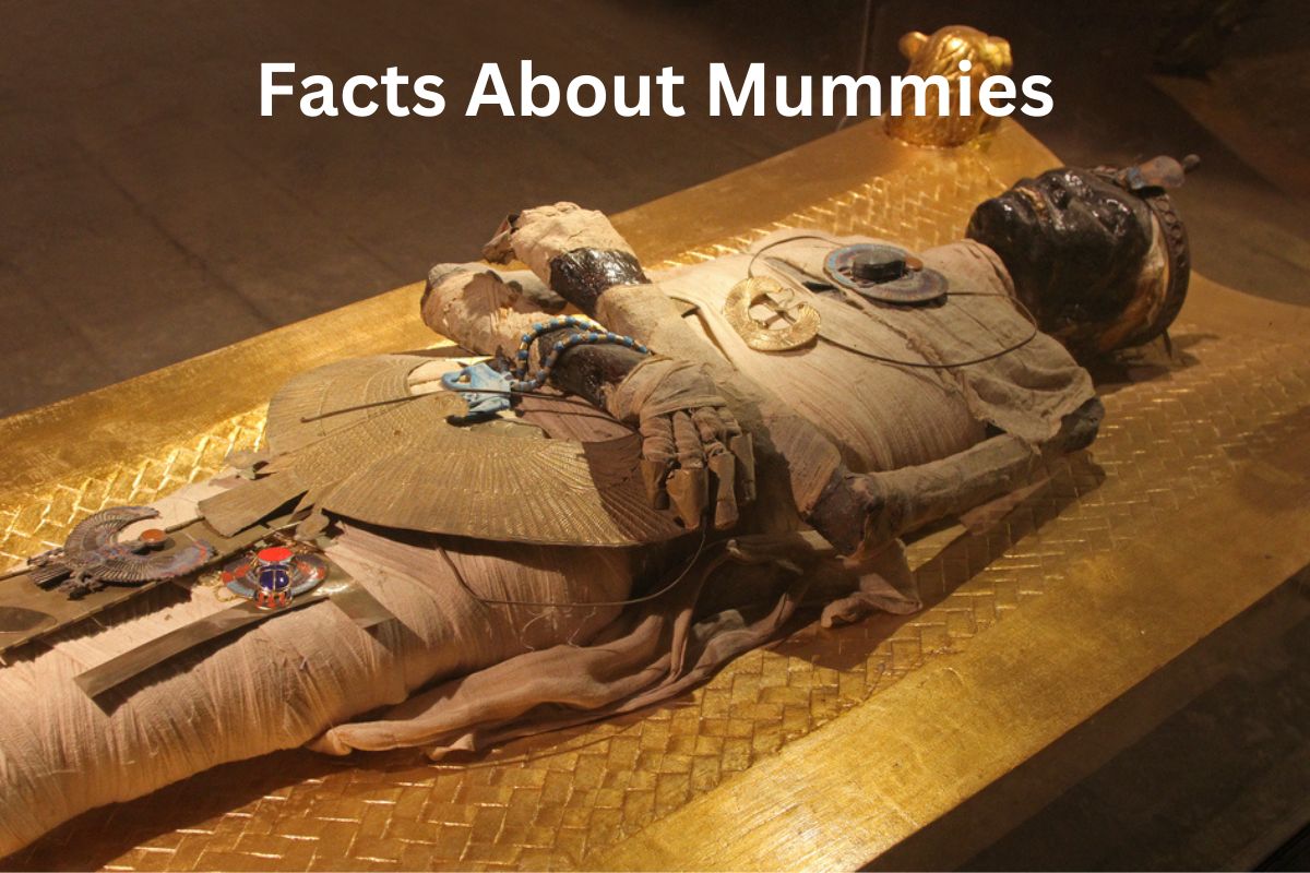Facts About Mummies
