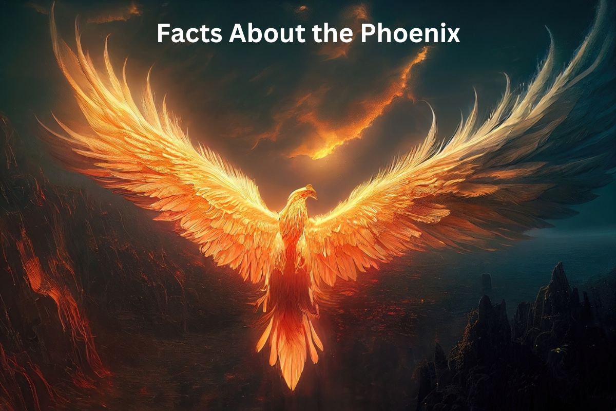 Facts About the Phoenix
